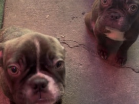 French Bulldog – frenchies for sell – Stockton