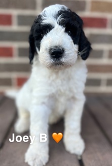 st berdoodle puppies