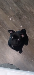 Pug – pug for sell