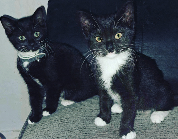British Longhair – male cat for sale