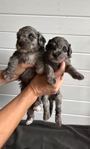 mini goldendoodle