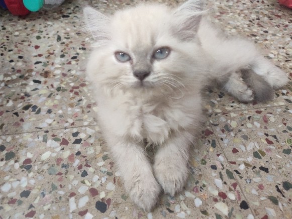 Persian (Modern) – persian kitten for sale