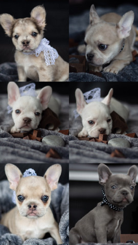 French Bulldog – Frenchie’s for sale