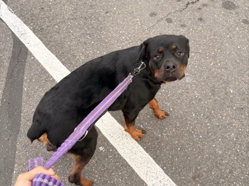 Rottweiler – Rottweiler – Sacramento
