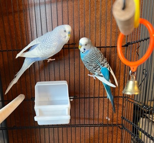 A male and female parakeet