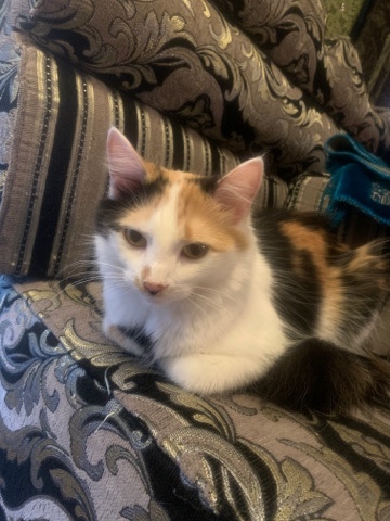 Beautiful Turkish breed Cat