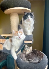 Norwegian Forest cat – norwegian forest cats