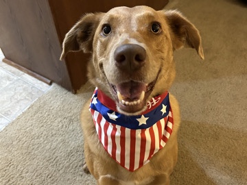 Labrador Retriever – Family Dog needs forever home – Fort Polk