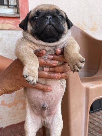 Pug – Pug puppies