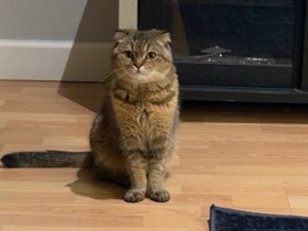 Scottish Fold – Scottish fold cat – Hackensack