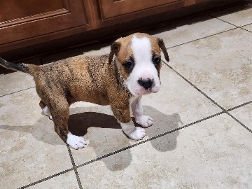 Mixed Breed – Puppies- 25% Miniature Aussie/75% Boston Boxer – Houston