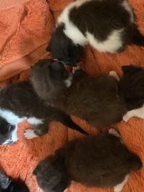Raas – Babykatze – Hanstedt