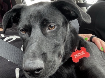 Labrador Retriever – lab puppy – Cape Coral