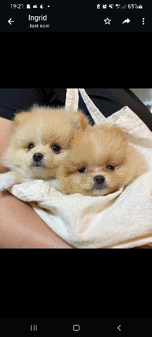 Pomeranian – Pomeranian shpitz puppies