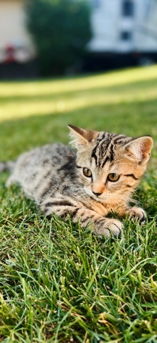 Bengal – Bengal