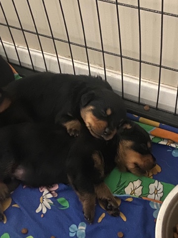 Rottweiler – Rottweiler puppies