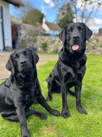 Labrador Retriever – KC reg FTCH fully health tested Labrador puppies