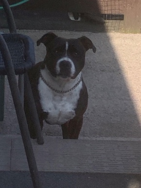Staffordshire Bull Terrier – Staffordshire bull terrier Pure Breed Male