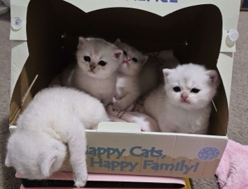 British Shorthair – British Shorthair Kittens – Overland Park