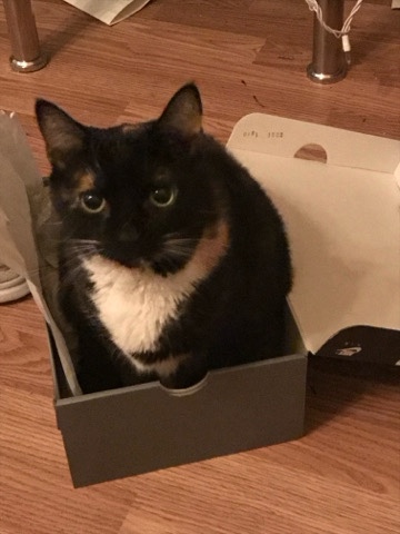 BellaDonna needs a new home