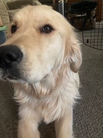 Golden Retriever – Ivan his 1 year old his fur is blonde