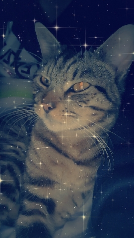 Tabby Cat