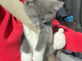 rehome💔 – Worcester