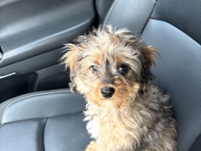 Cavapoo – Looking for my forever family – Mays Landing