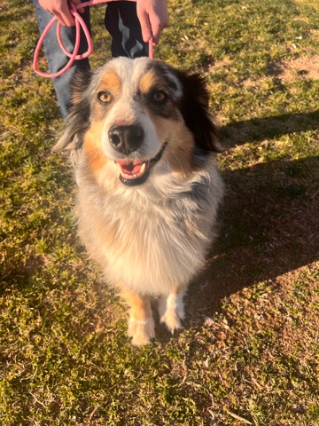 Australian Shepherd – Australian Shepard
