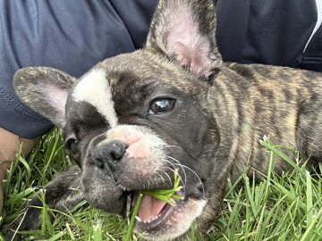 French Bulldog - Frenchi available for adoption in Charlton