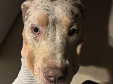 American Bully XL – Allentown