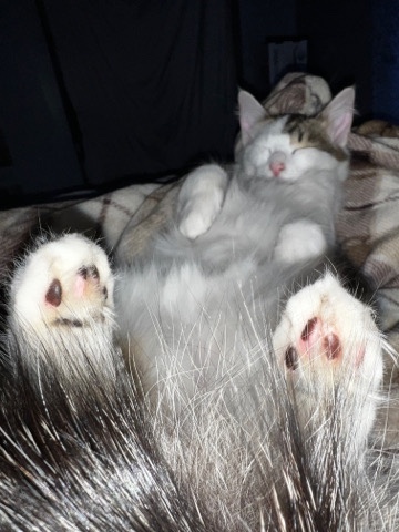 Asian Semi-longhair – cats