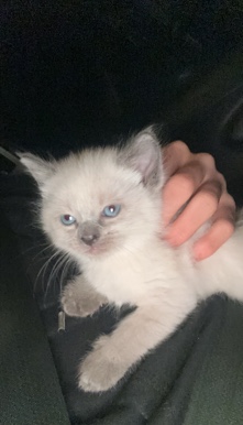 Ragdoll – kitten