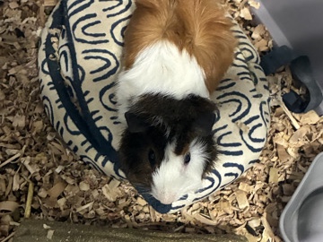 3 sets of guinea pigs with cages