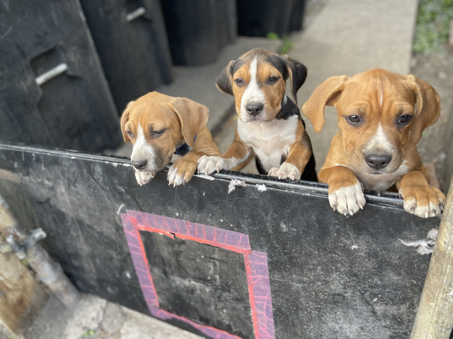 American Pit Bull Terrier - puppy available for adoption in Chicago