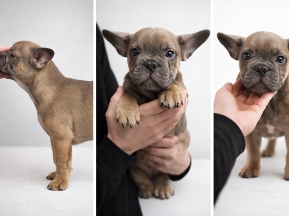 French Bulldog – 3 month old Blue fawn frenchie – Westville