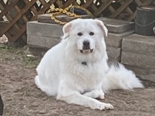 Great Pyrenees – Puppies for sale! – San Antonio