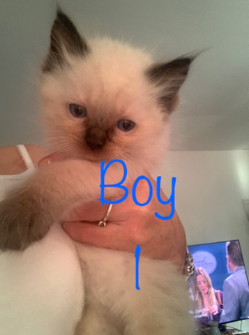 Ragdoll – ready for there forever homes 😍