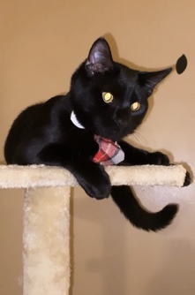 Bombay – Kitty Looking For A Loving Home