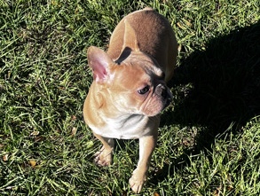 blonde Frenchie