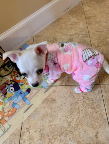 Chihuahua – Peanut Needs a Home
