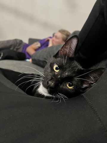 American Shorthair – Social Loving Tuxedo Cat
