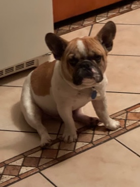 French Bulldog – Selling 100% French Bulldog