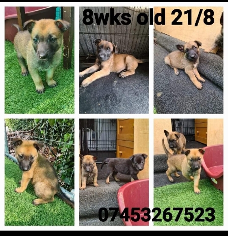 Belgian Shepherd Dog (Malinois) – German/ Belgium shepherd puppies for sale