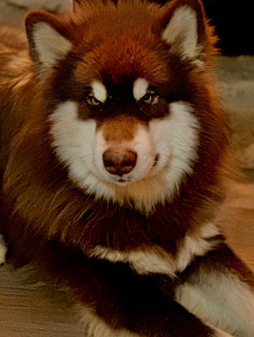 Alaskan Malamute – Milo Giant Alaskan Malamute