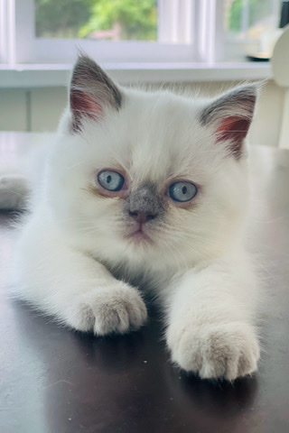 Scottish Fold – Scottish straight kitten