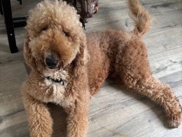Goldendoodle – goldendoodle – Smyrna