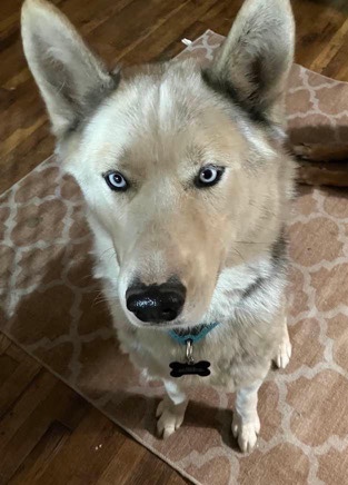 Siberian Husky – 2 Year Old Husky- free but rehoming fee