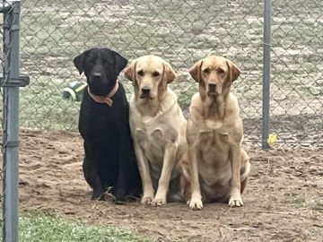 Labrador Retriever – 3 Labrador Retrievers. Excellent Bird dogs! – La Vernia