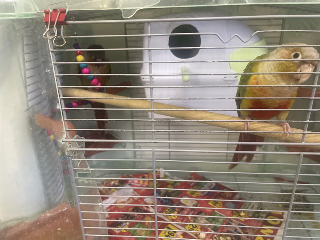 Green-Cheeked Conure – Two Green cheek conures
